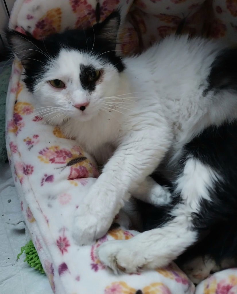 RANDALL * IN FOSTER * - Domestic Long Hair available for adoption