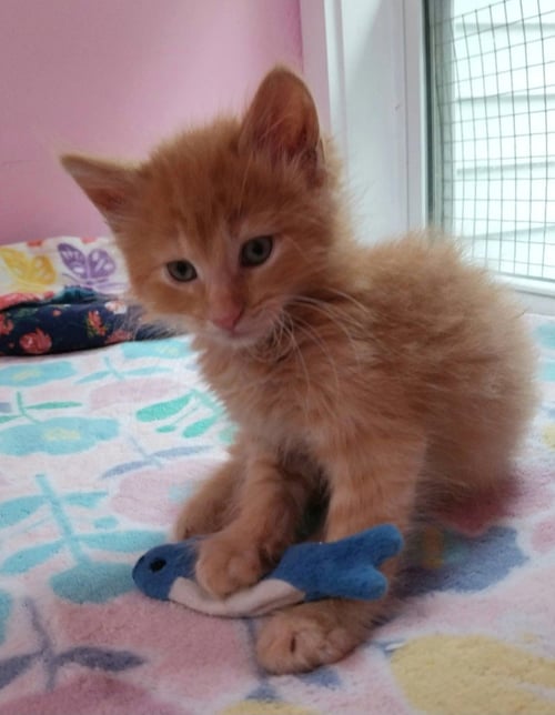 OSCAR * IN FOSTER * - Domestic Medium Hair available for adoption