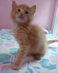 Oscar * IN FOSTER * - Photo 2