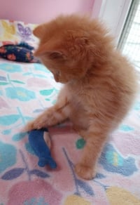 Oscar * IN FOSTER * - Photo 3