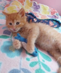 Oscar * IN FOSTER * - Photo 4