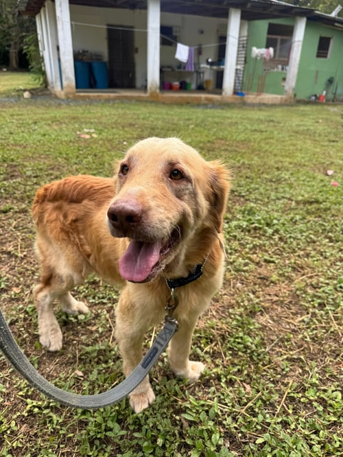 MILA - Golden Retriever available for adoption