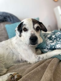 Milo aka Hank (Foster in PR) - Photo 1