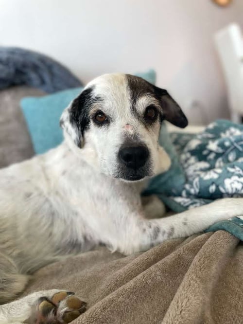 MILO AKA HANK (FOSTER IN PR) - Unknown available for adoption