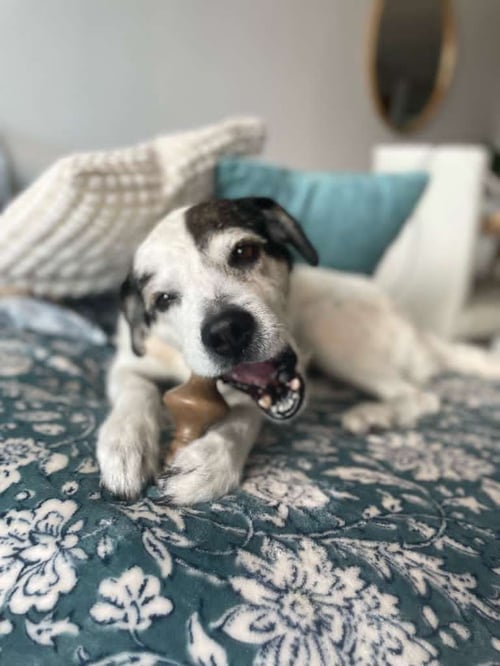MILO AKA HANK (FOSTER IN PR) - Unknown available for adoption