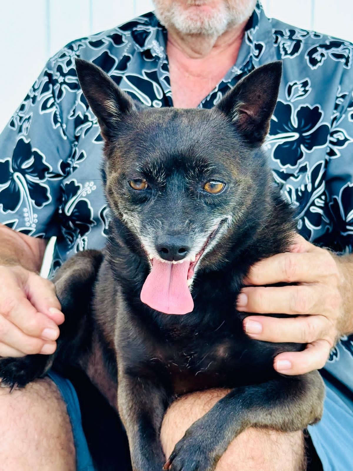HAZE (FOSTER IN PA) - Schipperke available for adoption