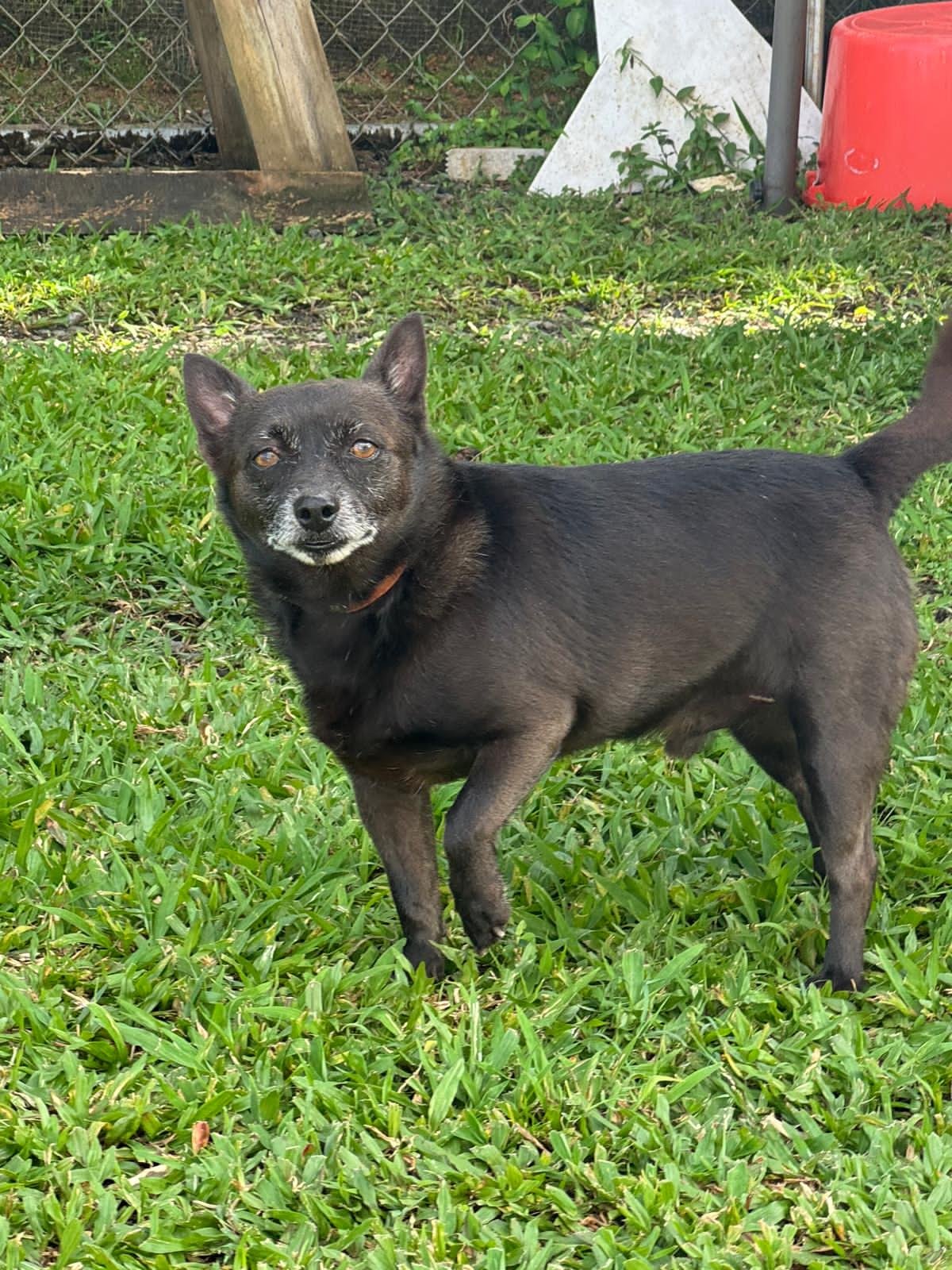 HAZE (FOSTER IN PA) - Schipperke available for adoption