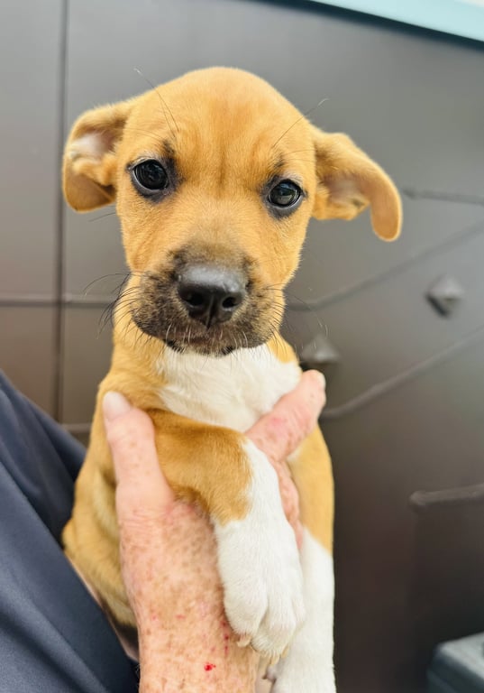 Lola (Foster in PA) Image