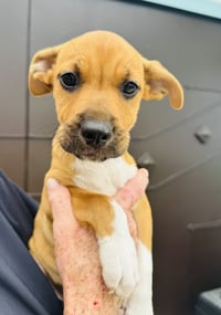 Lola (Foster in PA) - Photo 1