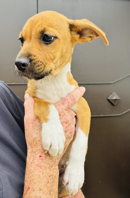 LOLA (FOSTER IN PA) - Unknown available for adoption
