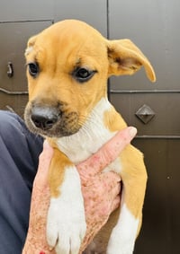 Lola (Foster in PA) - Photo 3