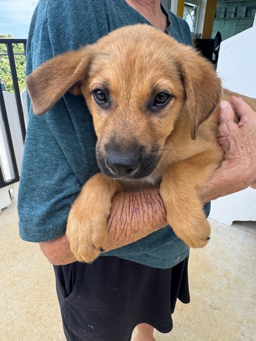 PARKER - Unknown available for adoption