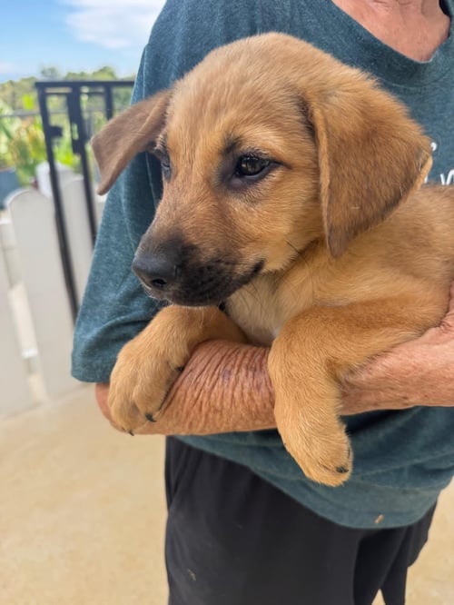 PARKER - Unknown available for adoption