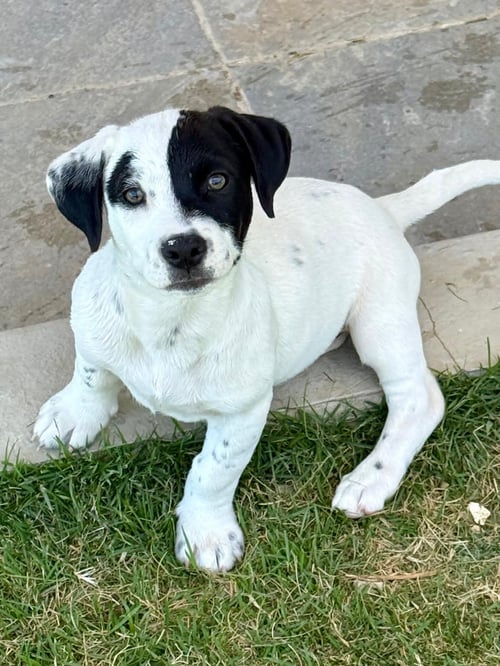 ROCKET - Unknown available for adoption