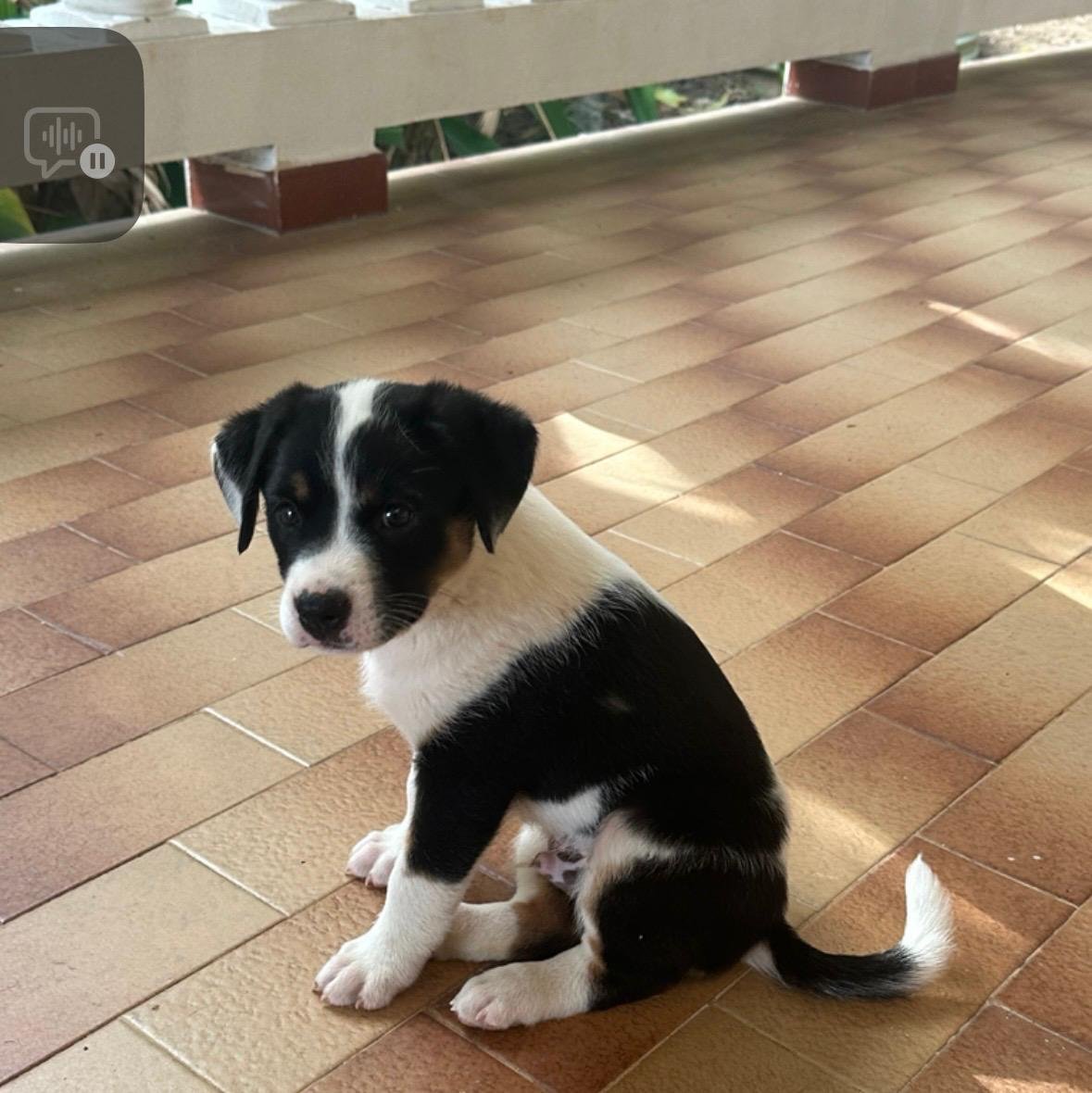 ALCAMO (FOSTER IN PA)