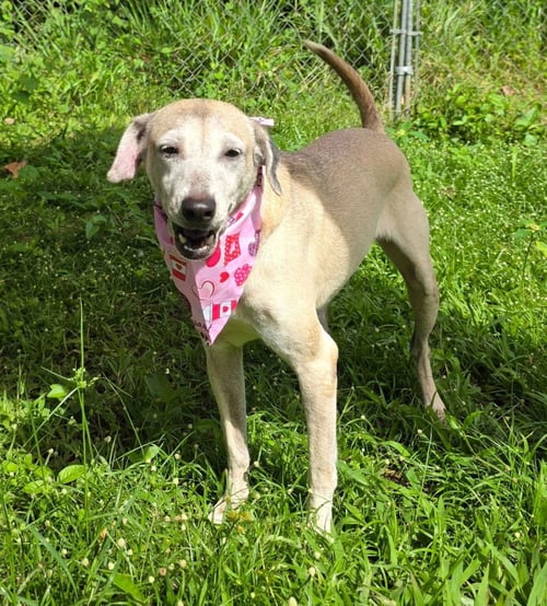 POLLY - Unknown available for adoption