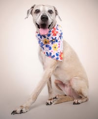 Polly - Photo 5