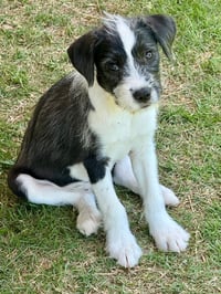 Luna - Photo 1