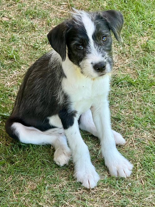 LUNA - Unknown available for adoption