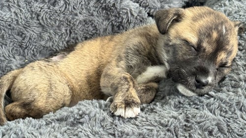 NUTMEG (FOSTER IN PA) - Unknown available for adoption