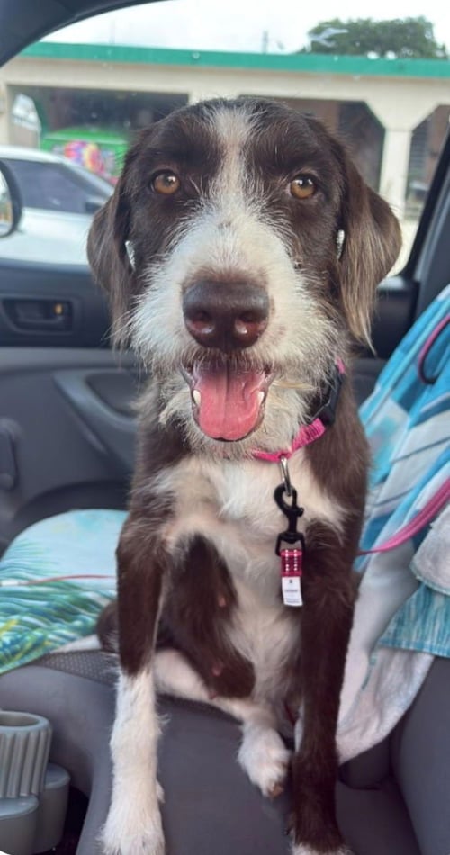 DALILIA (FOSTER IN PR) - Unknown available for adoption