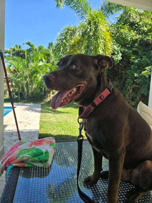SNICKERS (FOSTER IN CO) - Labrador Retriever available for adoption