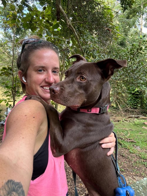 SNICKERS (FOSTER IN CO) - Labrador Retriever available for adoption