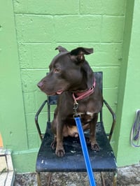 Snickers (Foster in CO) - Photo 12
