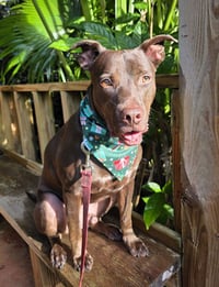 Snickers (Foster in CO) - Photo 4