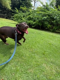 Snickers (Foster in CO) - Photo 7