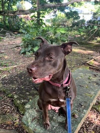 Snickers (Foster in CO) - Photo 8
