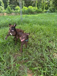 Snickers (Foster in CO) - Photo 9