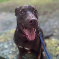 Snickers (Foster in CO) - Photo 10