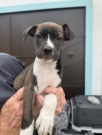 Snip (Foster in PA) - Photo 1