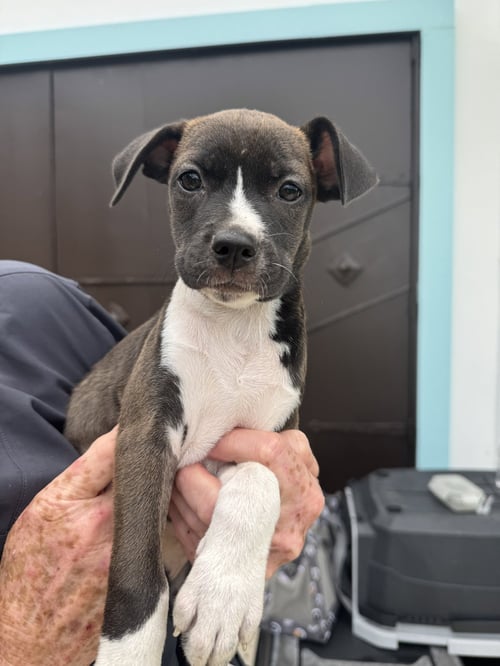 SNIP (FOSTER IN PA) - Unknown available for adoption