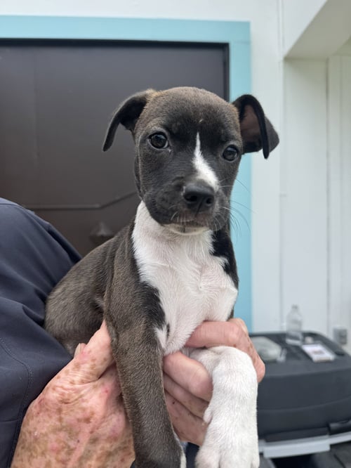 SNIP (FOSTER IN PA) - Unknown available for adoption