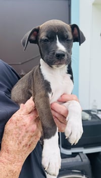 Snip (Foster in PA) - Photo 3