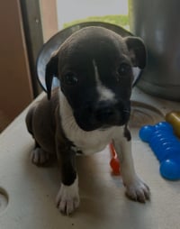 Snip (Foster in PA) - Photo 4