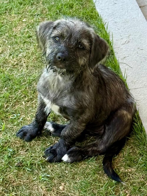 STAR - Unknown available for adoption