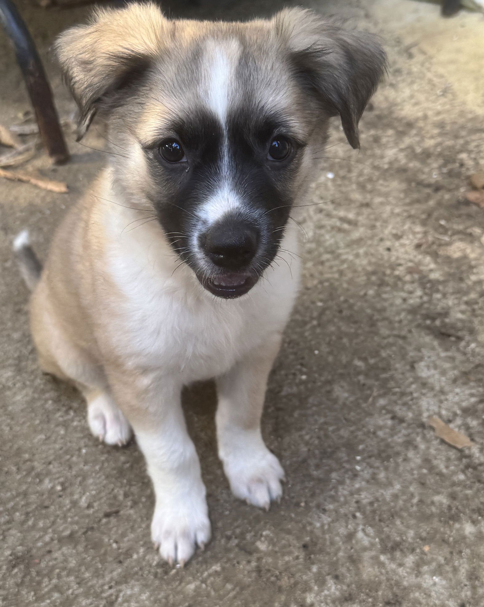AUGUSTA (FOSTER IN PA)
