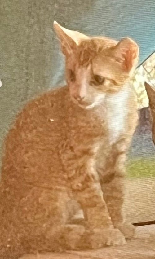 TIGGER (FOSTER IN PR) - Domestic Short Hair available for adoption