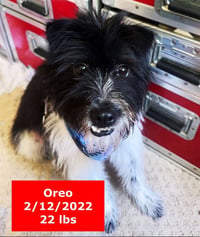 Oreo - Photo 4