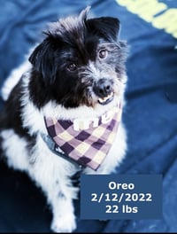 Oreo - Photo 3