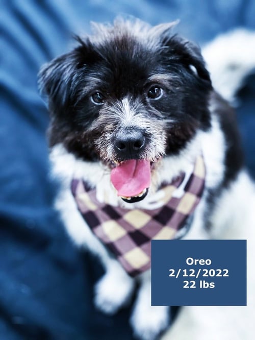 OREO - Australian Shepherd available for adoption