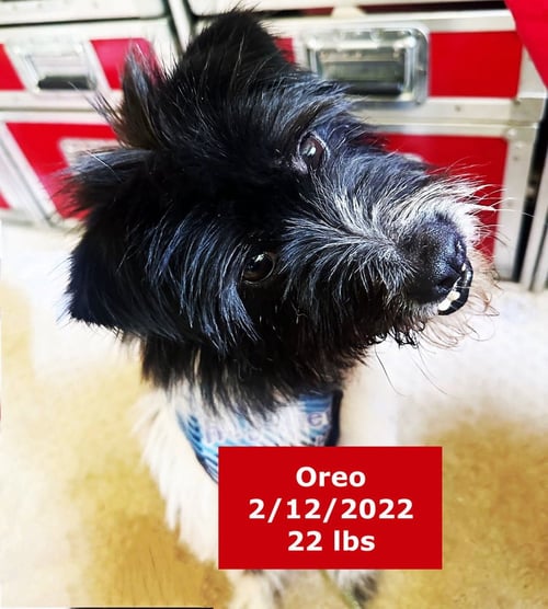 OREO - Australian Shepherd available for adoption