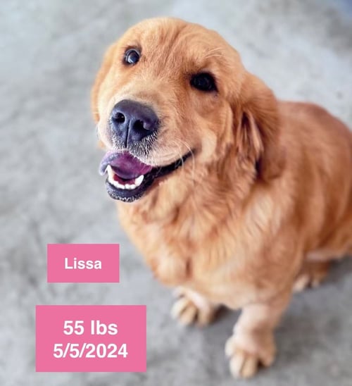 REESE - Golden Retriever available for adoption