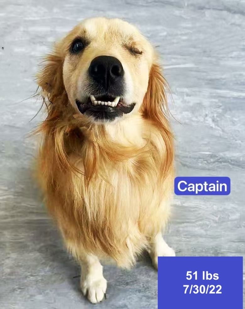 CAPTAIN - Golden Retriever available for adoption
