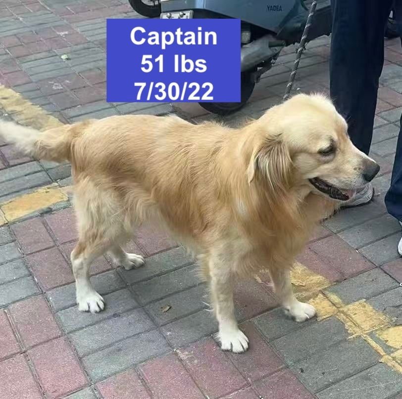 CAPTAIN - Golden Retriever available for adoption