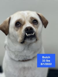 Butch 2026 - Photo 2