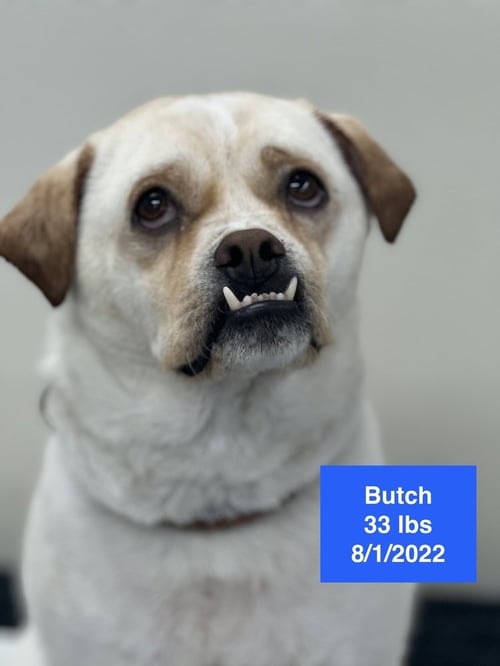 BUTCH 2026 - Labrador Retriever / American Bulldog available for adoption